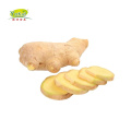 Chinese Fresh Old Ginger Root Mesh Bag Fob Price